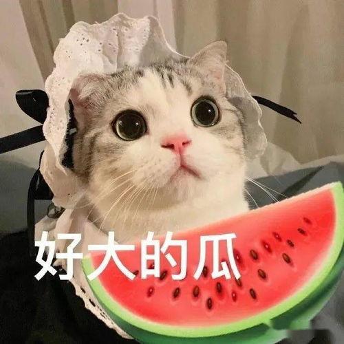 娱乐吃瓜小猫咪小说在线阅读,揭秘娱乐圈幕后风云