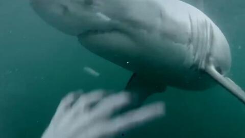娱乐吃瓜酱鲨鱼视频,揭秘鲨鱼视频背后的秘密与趣味