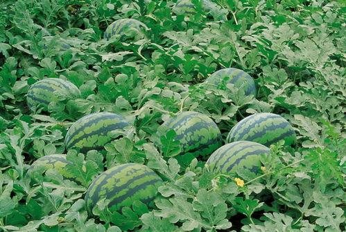 娱乐713吃瓜最新入口,最新入口带你一网打尽娱乐圈风云