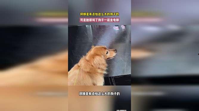 娱乐吃瓜酱阿姨卖小狗,娱乐吃瓜酱背后的温馨故事
