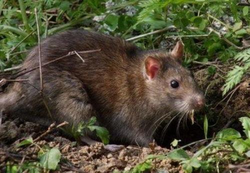 娱乐吃瓜酱鼠鼠,揭秘娱乐圈那些不为人知的幕后故事