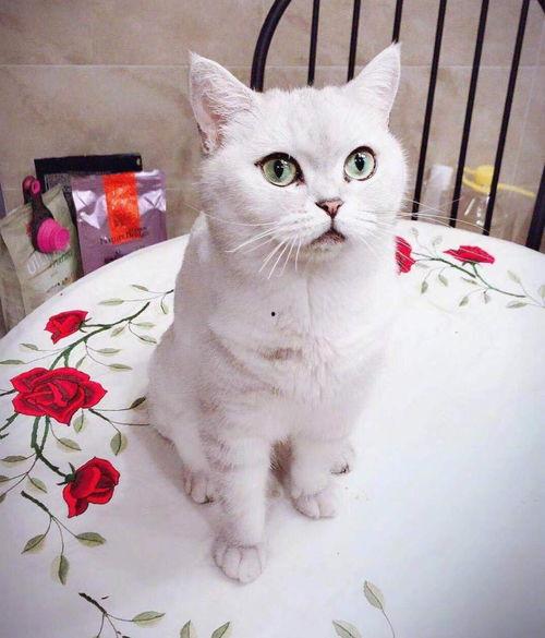 七七和铲屎官娱乐吃瓜君